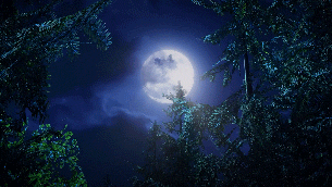 晚上明月高空野外树林蝙蝠飞舞